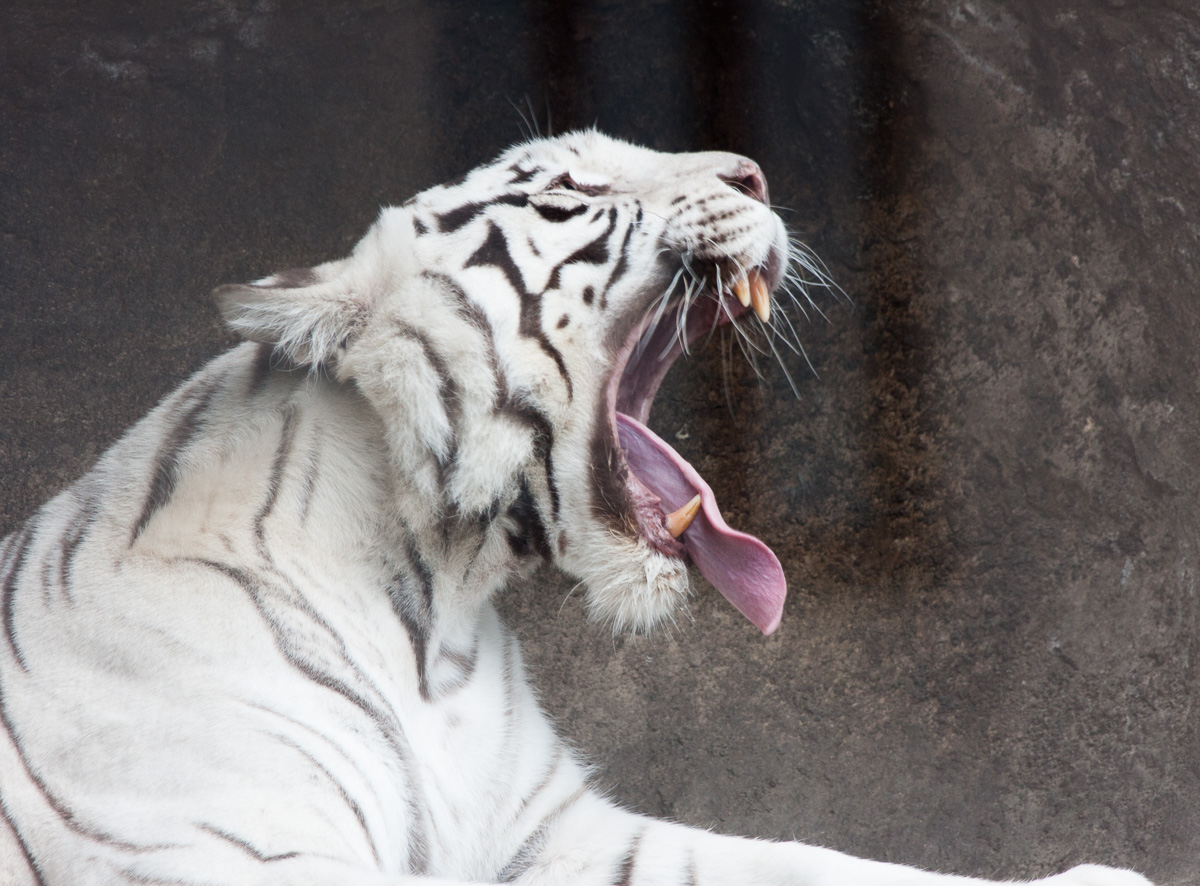 Белая тигрица Кали из Московского зоопарка