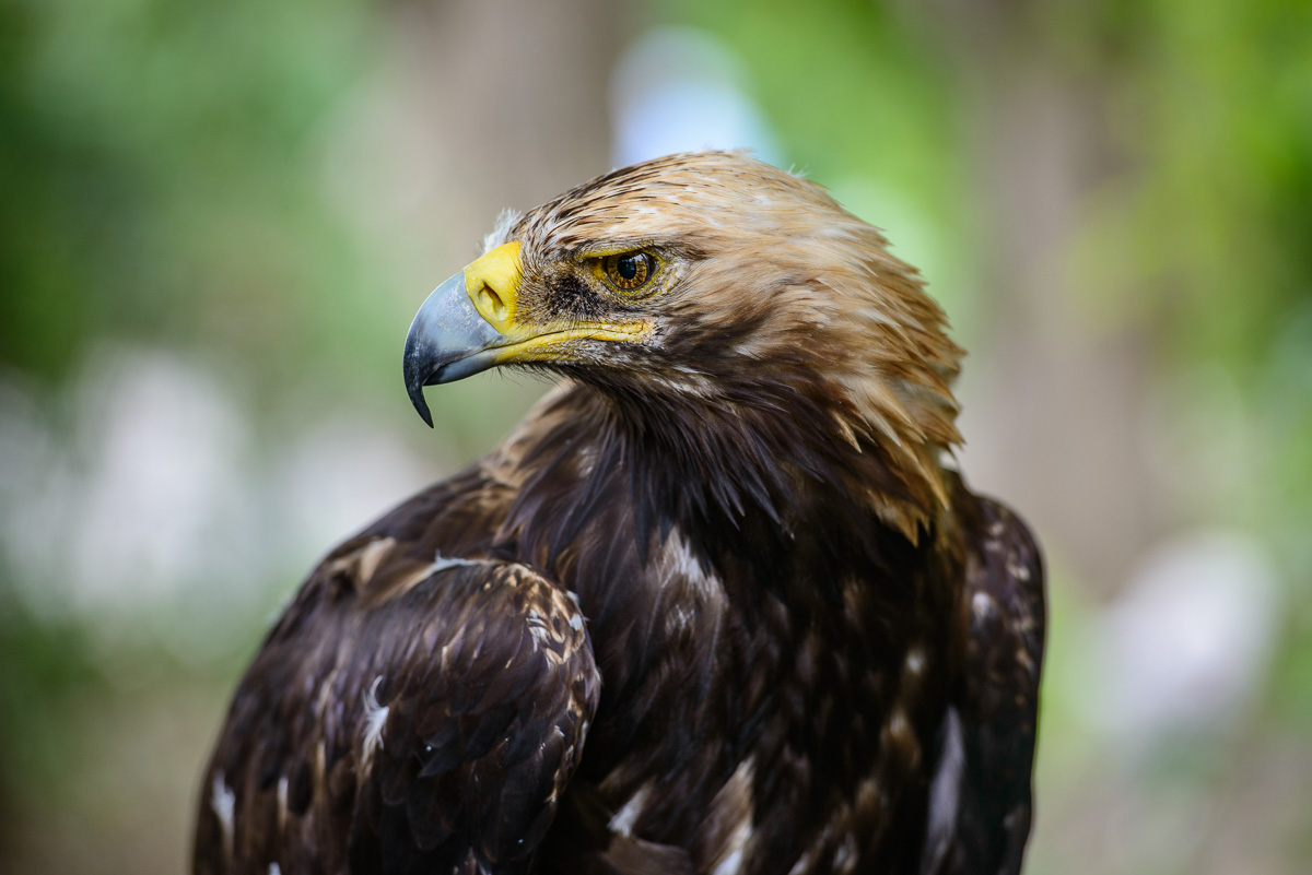 Королевский орел, Марго. заповедник Галичья Гора, Липецкая область