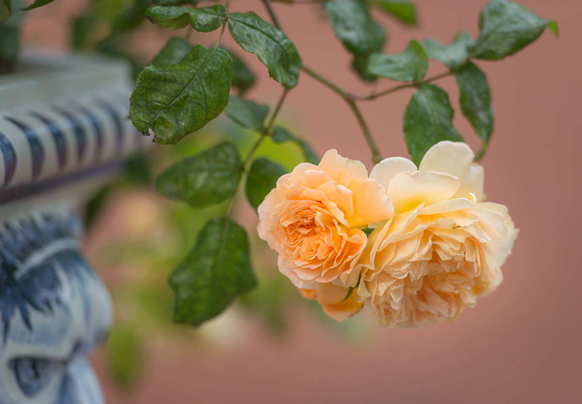 Розы, Летний сад, Санкт-Петербург